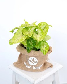 Syngonium Golden Feel Green