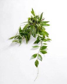 Flor de Cera | Hoya Pubicalyx