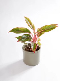 Aglaonema Light Pink Star