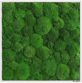 Quadro emoldurado artesanal com musgo Ball Forest