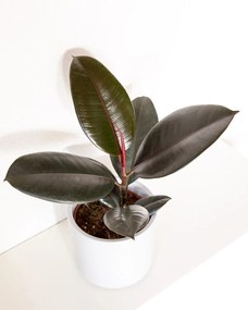 Ficus elastica Abidjan - M