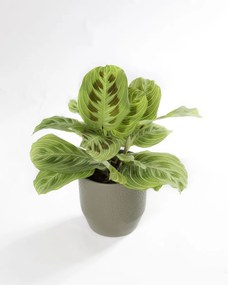 Maranta Light Veins