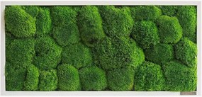 Quadro emoldurado artesanal com musgo Ball Forest