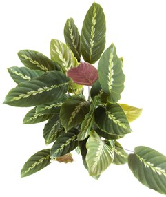 Calathea Maui Queen