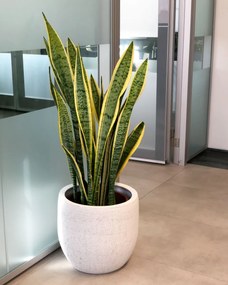 Espada de São Jorge | Sansevieria trifasciata - M