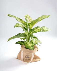 Dieffenbachia | Planta Comigo Ninguém Pode