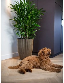 Vaso elegante Groove 46x58 cm preto e dourado