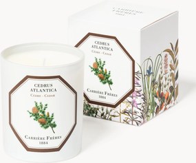 Vela perfumada Cedrus Atlantica (cedro)