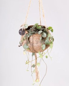 Ceropegia woodii | String of hearts - S