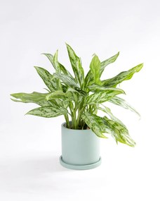 Aglaonema Silver Queen