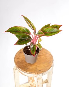 Aglaonema Light Pink Star