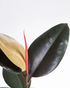 Ficus elastica Abidjan - M