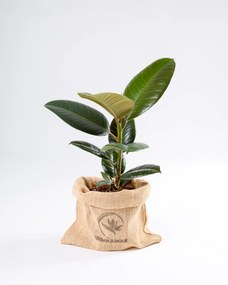 Ficus elastica Robusta - S