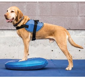 Disco de equilíbrio para animais de estimação 36 cm azul