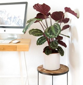 Calathea Medallion - S
