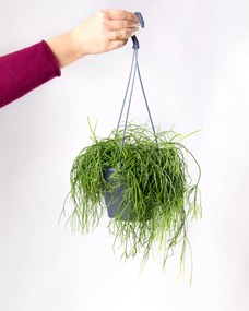 Rhipsalis baccifera Oasis