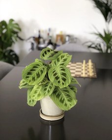 Maranta Light Veins