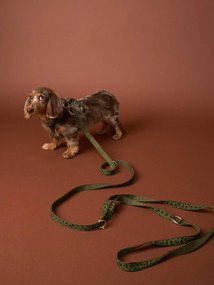 Conjunto de passeio para cão caqui