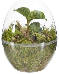 Macodes petola | Orquídea-jóia