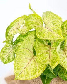 Syngonium Golden Feel Green