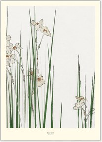 Póster Jonquil